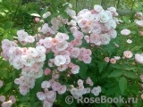 Heavenly Pink Heavenly Pink