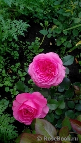 Baronesse Baronesse