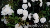 White Meidiland White Meidiland