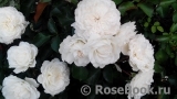 White Meidiland White Meidiland