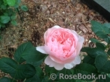 The Alnwick Rose The Alnwick Rose
