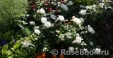 Aspirin Rose Aspirin Rose