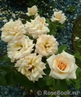 Caron Keating Rose Caron Keating Rose