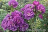 Rhapsody in Blue Rhapsody in Blue