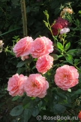 Tickled Pink Tickled Pink