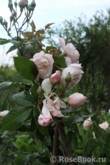 Generous Gardener, The Generous Gardener, The