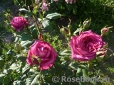 Johann Wolfgang von Goethe Rose® Johann Wolfgang von Goethe Rose®