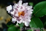 Couture Rose Tilia Couture Rose Tilia