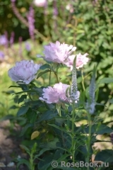 Couture Rose Tilia Couture Rose Tilia
