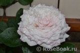 Kordes' Rosenfaszination ® Kordes' Rosenfaszination ®