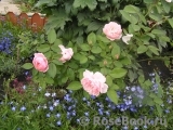 The Alnwick Rose The Alnwick Rose