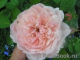 The Alnwick Rose The Alnwick Rose
