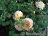 Crown Princess Margareta® Crown Princess Margareta®