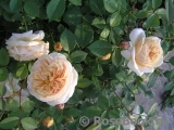 Crown Princess Margareta® Crown Princess Margareta®