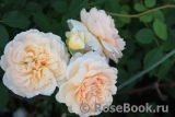 Crown Princess Margareta® Crown Princess Margareta®