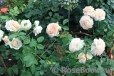 Crown Princess Margareta® Crown Princess Margareta®