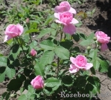 Gertrude Jekyll Gertrude Jekyll
