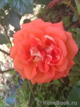 Valerie de Montgolfier ® Valerie de Montgolfier ®