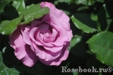 Shocking Blue Shocking Blue