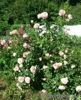 Abraham Darby Abraham Darby