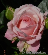 Kordes' Rosenfaszination ® Kordes' Rosenfaszination ®