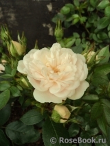 Starlet ®-Rose Alina ® Starlet ®-Rose Alina ®