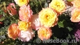 Gartenspass ® Gartenspass ®