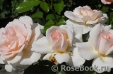 Chandos Beauty Chandos Beauty