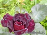 Black Baccara Black Baccara