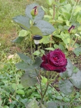 Black Baccara Black Baccara