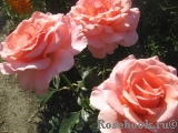Poesie Poesie