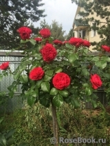 Red Leonardo da Vinci Red Leonardo da Vinci