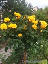 Goldmarie 82 Goldmarie 82