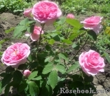 Gertrude Jekyll Gertrude Jekyll
