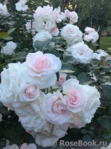 Aspirin Rose Aspirin Rose