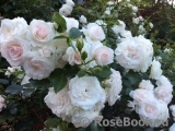 Aspirin Rose Aspirin Rose