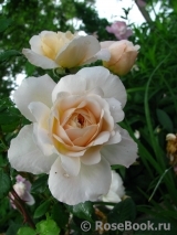 Crocus Rose® Crocus Rose®