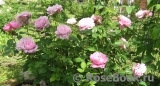 Mary Rose Mary Rose