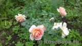 Abraham Darby