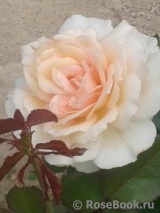Chandos Beauty Chandos Beauty