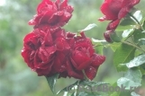 Highgrove Highgrove