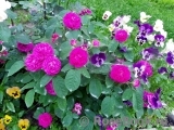 Rose de Rescht Rose de Rescht