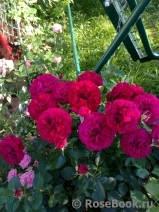 Kordes' Rose Bordeaux ® Kordes' Rose Bordeaux ®
