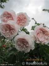 Rose de Tolbiac ® Rose de Tolbiac ®