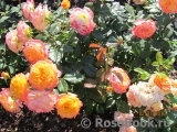 Gartenspass ® Gartenspass ®