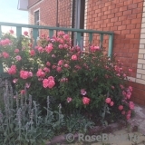Mein schoner Garten Mein schoner Garten