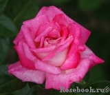 Rose Gaujard Rose Gaujard