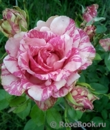 Pink Intuition Pink Intuition