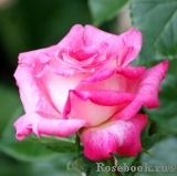 Rose Gaujard Rose Gaujard