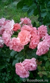 Rosarium Uetersen Rosarium Uetersen